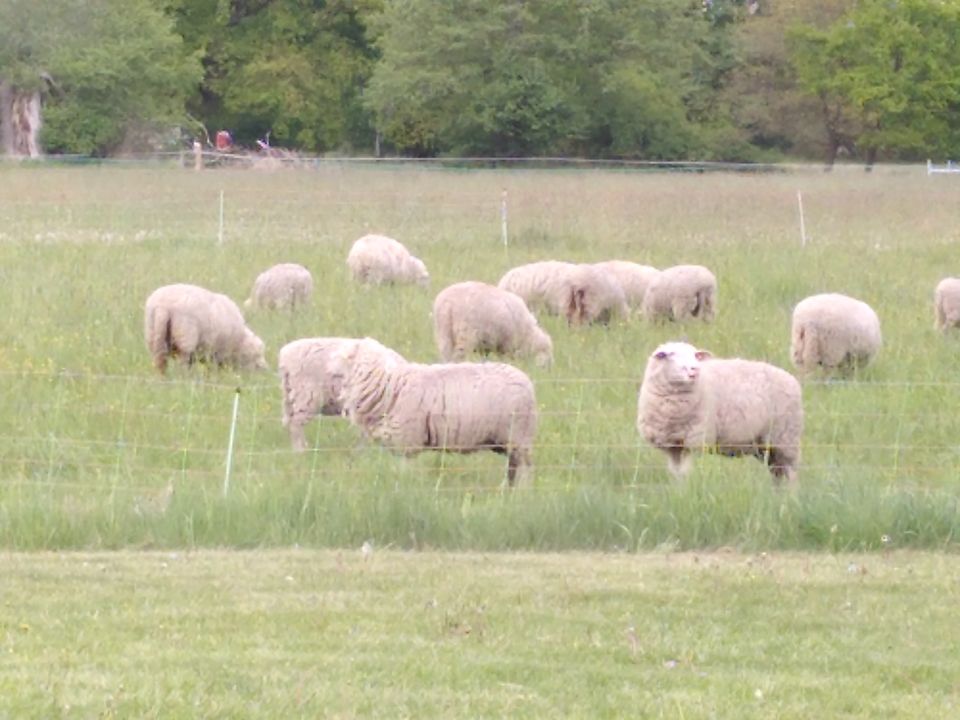 Fiction: Heart-Delighting Keeper of the Flocks (Hermes / OC)